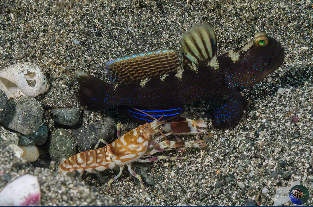 Cryptocentrus fasciatus with Alpheus cf. bellatulus