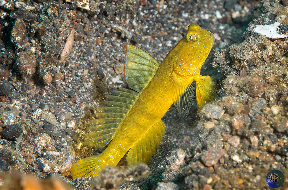 Cryptocentrus sericus