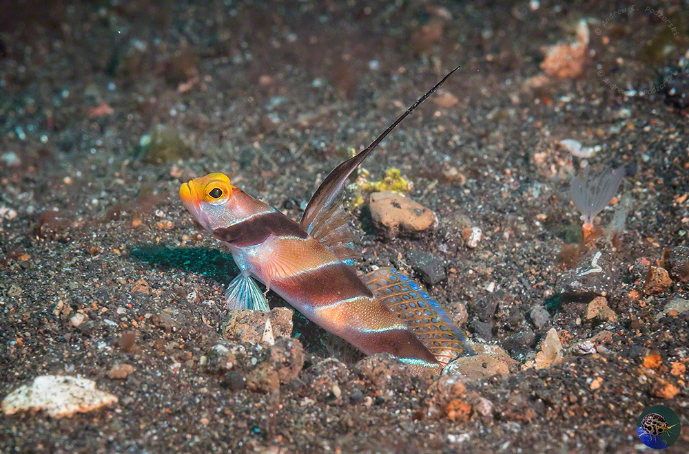 Stonogobiops nematodes