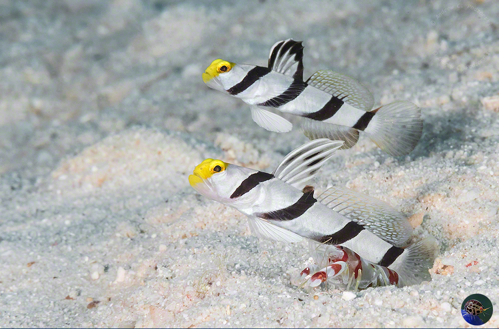 Stonogobiops xanthorhinica with Alpheus randalli