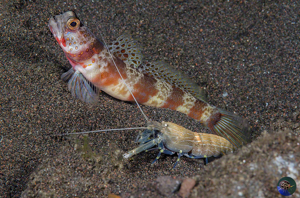 Amblyeleotris periophthalma