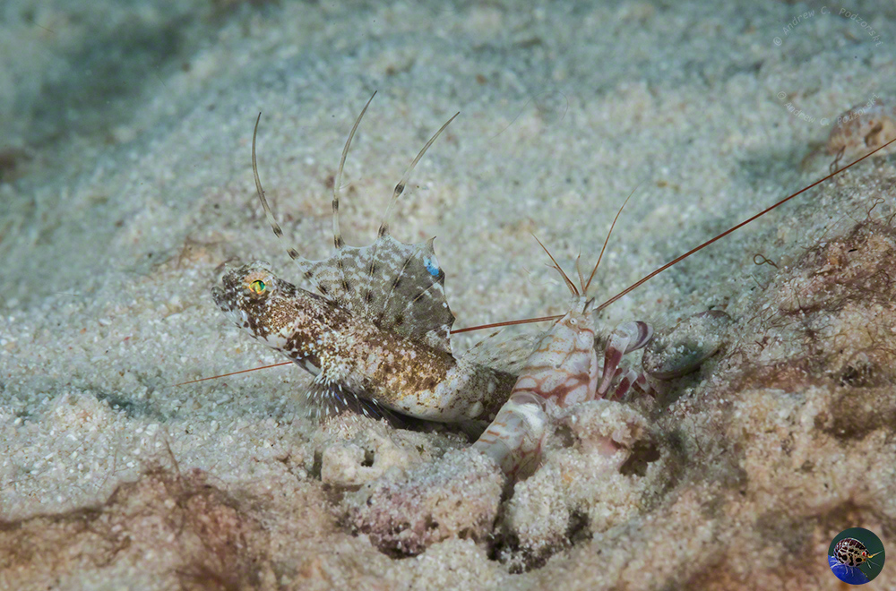 Tomiyamichthys nudus