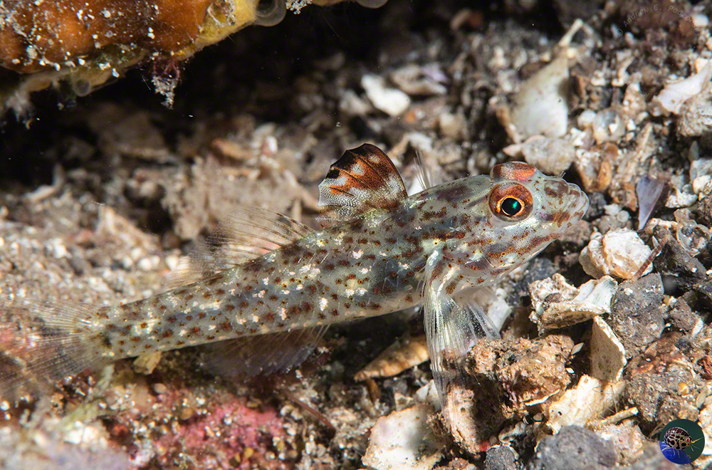 Fusigovius sigipinnis