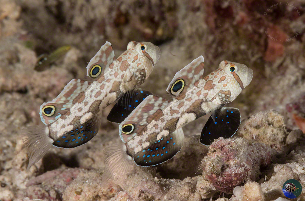 Signigobius biocellatus