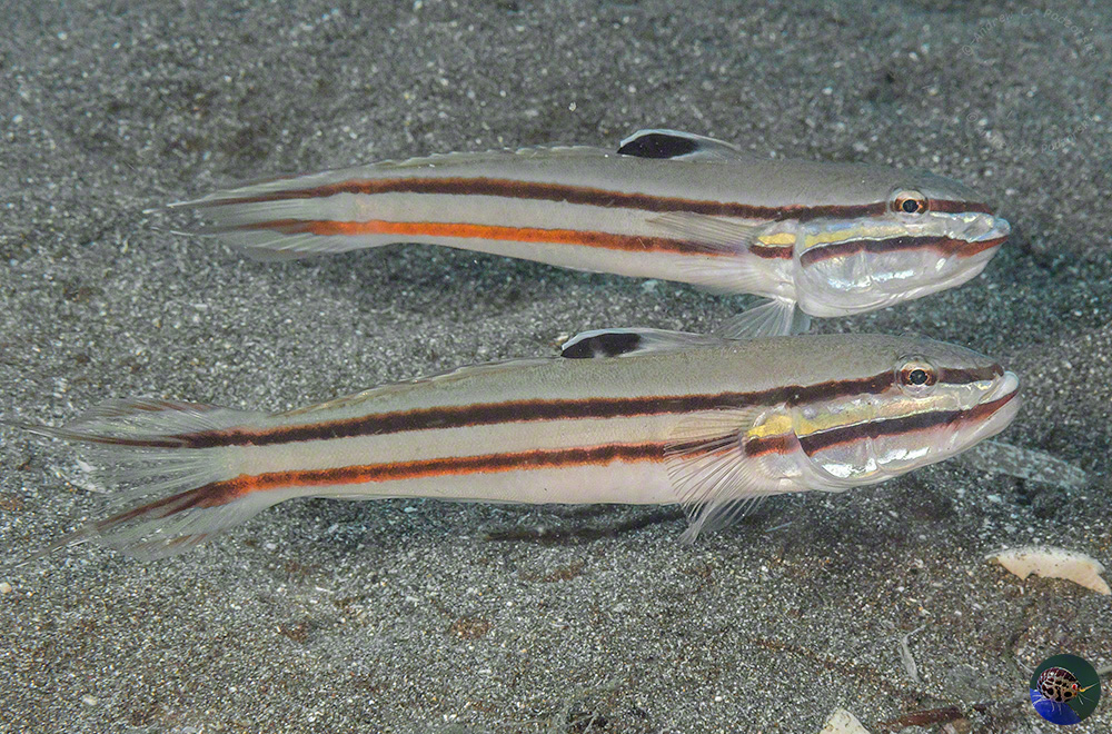 Valencienea helsdingenii