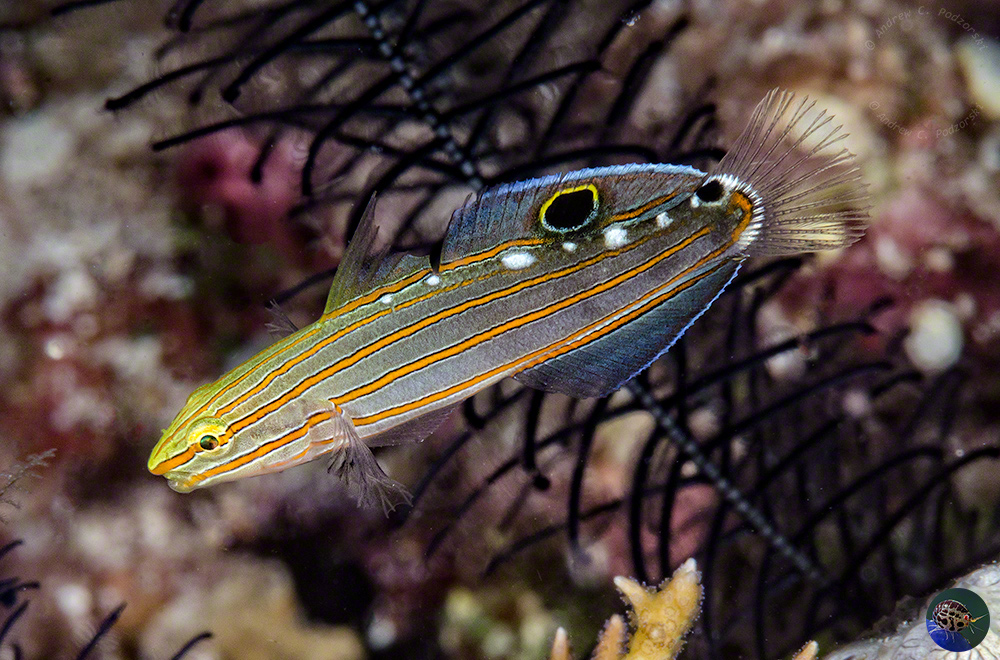 Koumansetta rainfordi