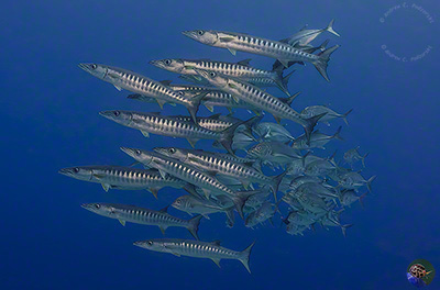 Sphyraena qenie with Caranx sexfasciatus