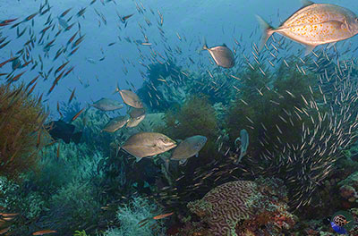 Carangoides bajad hunting