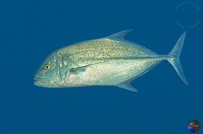Caranx melampygus