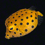 Box-, File-& Triggerfiosh