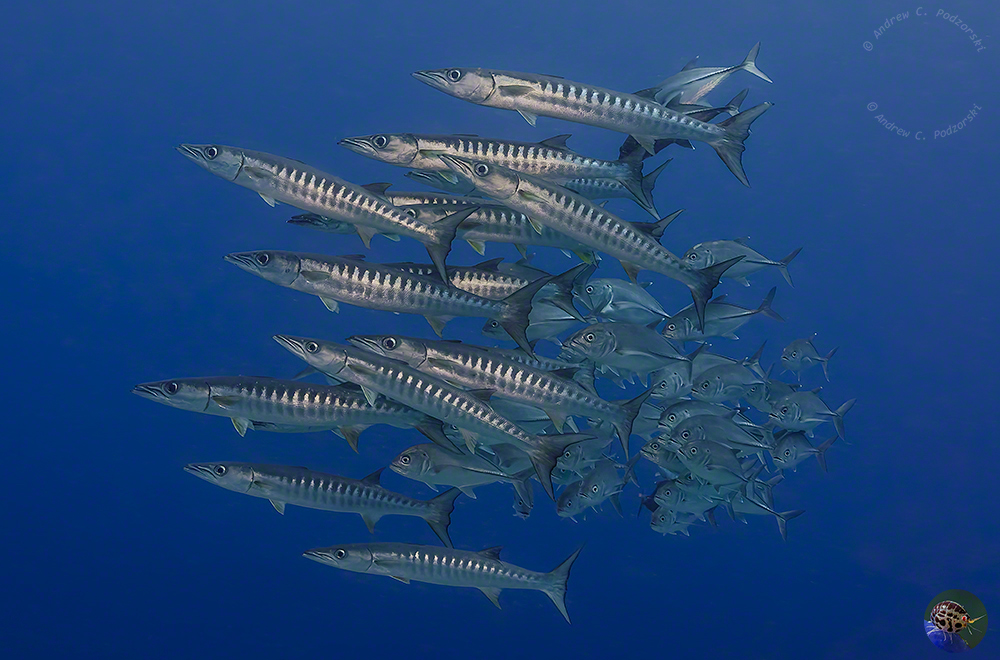 Sphyraena qenie with Caranx sexfasciatus