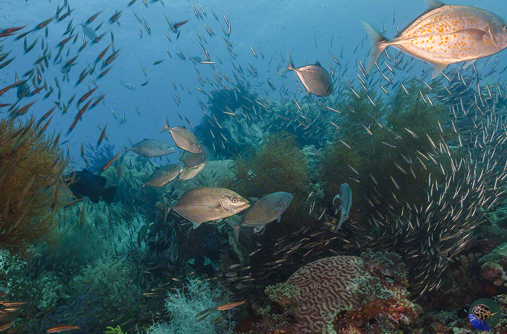 Carangoides bajad hunting