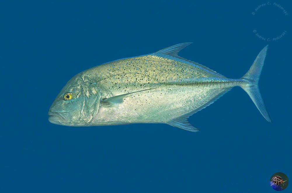 Caranx melampygus
