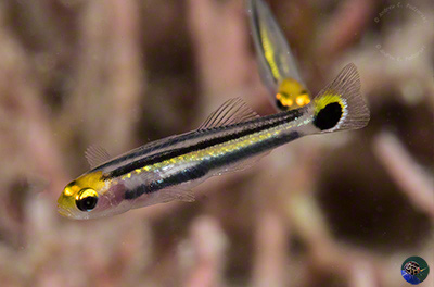 Aioliops novaguineae