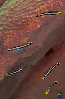 Aioliops novaguineae