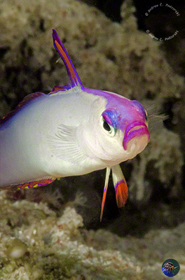 Nemateleotris decora