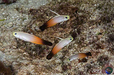 Nemateleotris magnifica