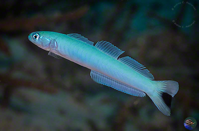 Ptereleotris heteroptera