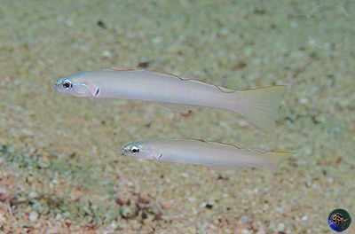 Ptereleotris microlepis