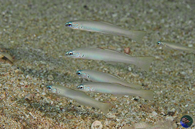 Ptereleotris microlepis