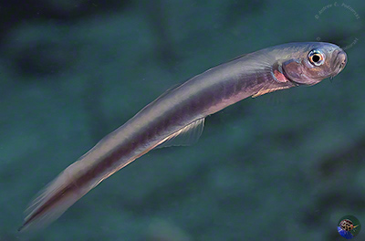 Ptereleotris rubristigma