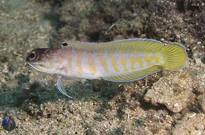 Opistognathus randalli