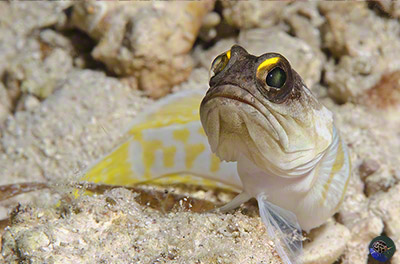 Opistognathus randalli