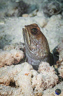 Opistognathus variabilis