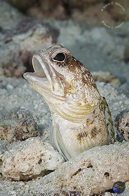 Opistognathus variabilis