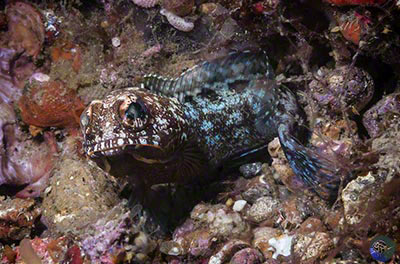 Opistognathus variabilis