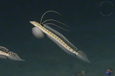 Trichonotus elegans - displaying