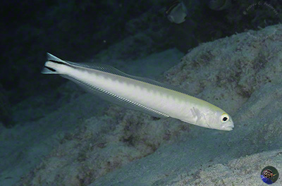 Malacanthus brevirostris