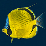Butterflyfish