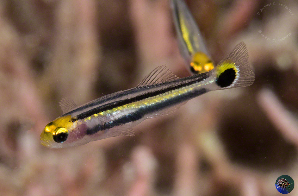  Aioliops novaguineae