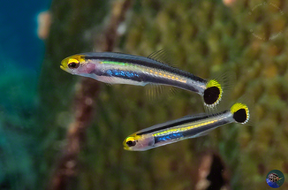 Aioliops novaguineae