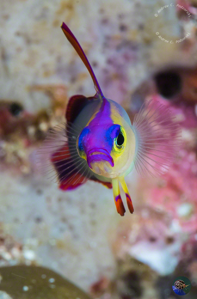 Nemateleotris decora