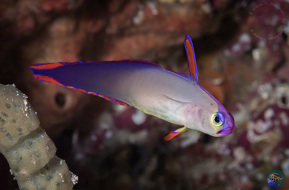 Nemateleotris decora