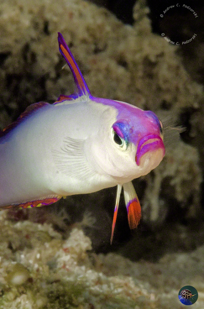 Nemateleotris decora