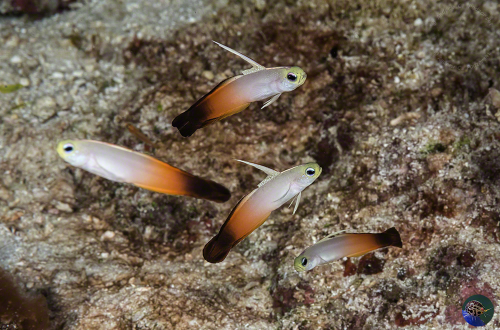 Nemateleotris magnifica