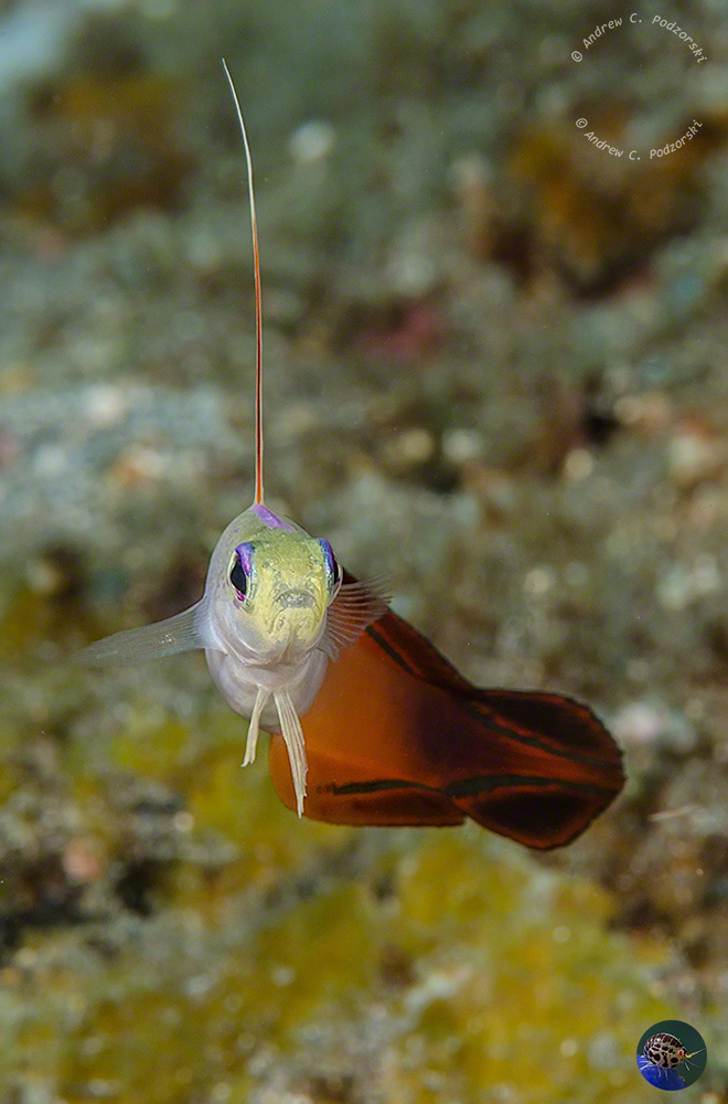 Nemateleotris magnifica