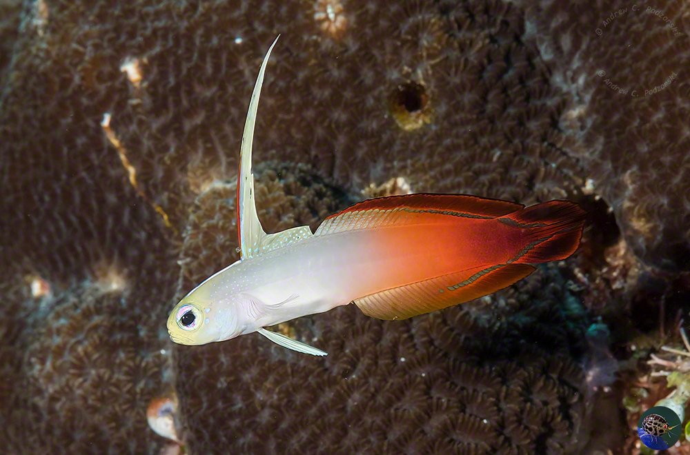 Nemateleotris magnifica