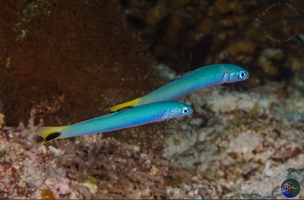 Ptereleotris heteroptera