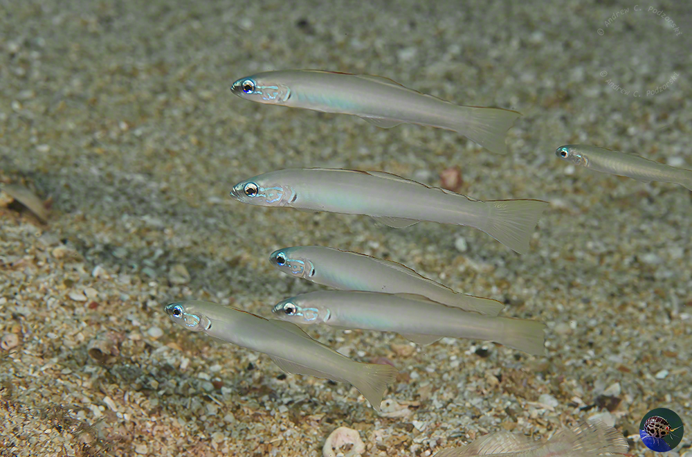 Ptereleotris microlepis