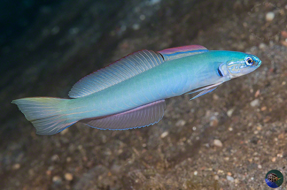 Ptereleotris microlepis