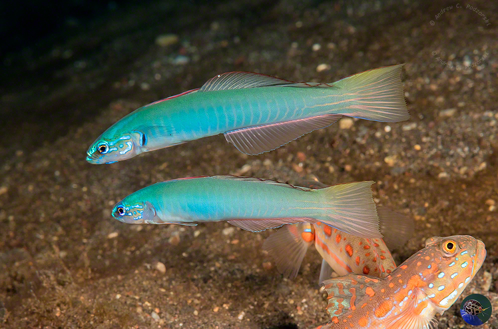 Ptereleotris cf. microlepis