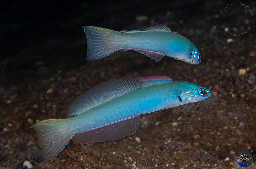 Ptereleotris cf. microlepis