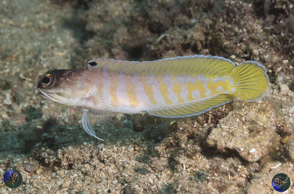 Opistognathus randalli