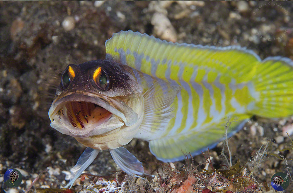 Opistognathus randalli