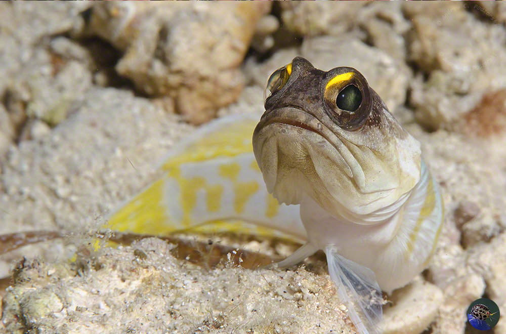 Opistognathus randalli