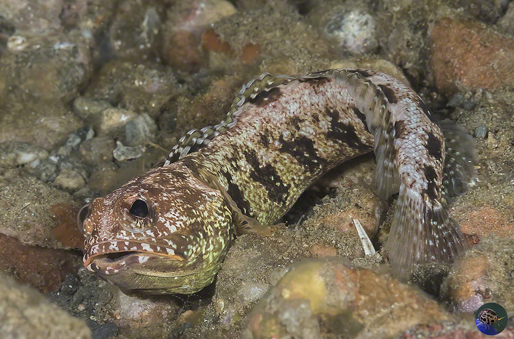 Opistognathus variabilis